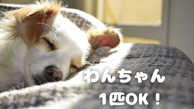 犬　1匹飼育OKなお部屋をセレクト！