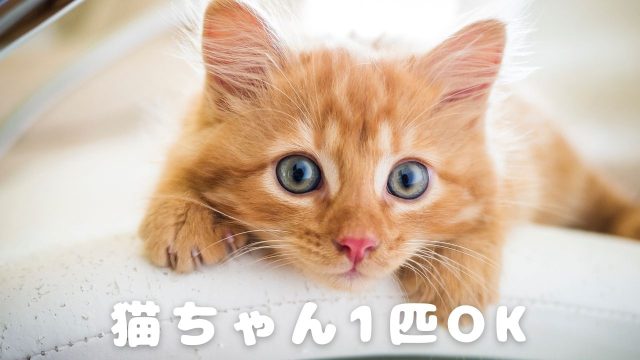 猫 １匹飼育OKなお部屋をセレクト！