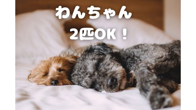犬　2匹以上飼育OKなお部屋をセレクト！